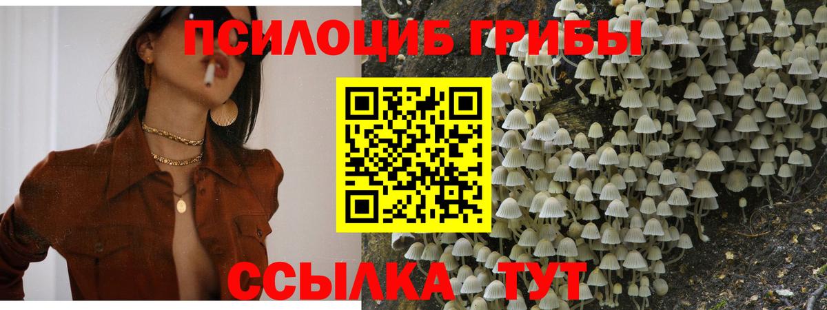 Галлюциногенные грибы Psilocybine cubensis  где купить наркотик  Грозный  Вход с VPN 